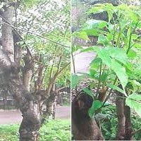 lannea coromandelica Andalan koki