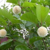 Lasi
