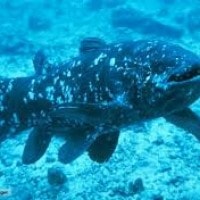 Latimeria / ikan raja laut