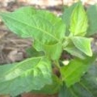Launa, Pertolongan Pertama pada Luka Petani Lembata