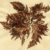 Laurencia brongniartii