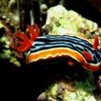 Kelinci laut