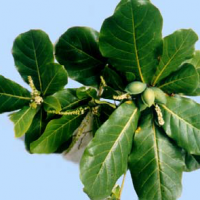 Ketapang, beowa, kilaula, ketapas, klihi, lisa, wewa, sabrise, sarisei, talisei, dumpajang, luumpoyang, sadina, sarisa, sirisal, lisa, tasi, klis, tiliho, indian or singapore almond.
