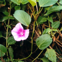 Batata pantai, daun katang, tapak kuda, katang-katang, dalere, watata ruruan, alere, leleri, andali arana, daredei, dolodoi, tilalade, mari-mari, wedor, tati raui, wedule, bulalingo, loloro, balim-balim, kabai-kabai, ketepeng, daun kacang, daun barah.