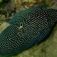 Cupang laut