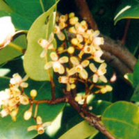 Niri, nilih, nyireh, nyiri, nyuru, jombok gading, buli, bulu putih, buli hitam, inggili, siri, nyireh bunga, nyiri udang, nyiri hutan, pohon kira-kira, jomba, banang-banang, nipa, niumiri-kara, kabau, mokmof.
