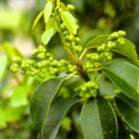 Buta-buta, menengan, madengan, kayu wuta, sambuta, kalapinrang, mata huli, makasuta, goro-goro raci, kalibuda, betuh, warejit, bebutah