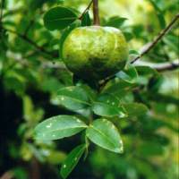 Niri/nyirih batu, nyirih, siri, jombok, miumeri-mee, parasar, kabau, raru, nyiri gundik, nyuru, mojong tihulu, pamuli, loleso, banang-banang.