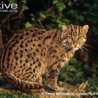 Kucing Bakau