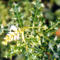 Jeruju hitam, daruyu, darulu (Acanthus ilicifolius)