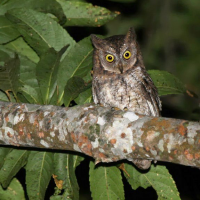 Celepuk Rinjani (Otus jolandae) Burung Endemik dari Pulau Lombok
