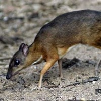 Pelanduk napu, Pelanduk akar, Kamaya panas, Biluh