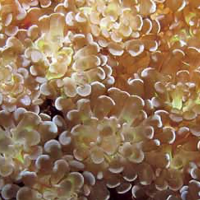 Euphylia Baliensis sp., Terumbu Karang Baru Mirip Bunga Kamboja di Bali