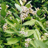 Biduri, modori, menori, widuri, mendori