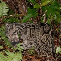 Macan dahan, Rimau akar, Engkuli, Kuleh