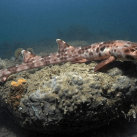 Hiu Berjalan Dari Perairan Halmahera, Maluku Utara
