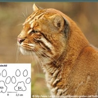 Kucing emas