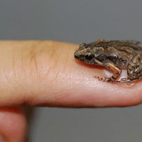 Katak Seujung Kuku Manusia di Bali