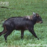 Kambing Utan, Bandut, Beder