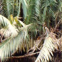 Nipah, tangkal daon, buyuk, lipa.