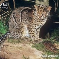 Kucing Batu, Kucing Bulu, Kuwuk, Macan Tandang, Bekul