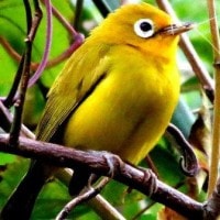 Kacamata Laut (Zosterops chloris)