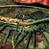 Lobster mutiara