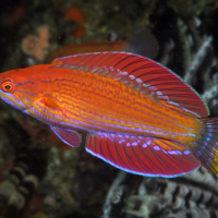 Ikan Flasher Wrasse Baru di Perairan Nusa Tenggara Timur