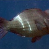 Ikan Kakatua besar