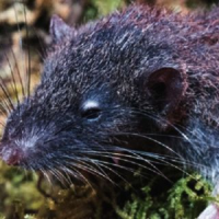 Tikus Pemakan Akar Tumbuhan dari Gandang Dewata, Bali