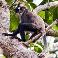 Jirangan, Lutung dahi putih