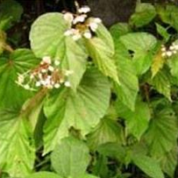 Begonia kelimutuensis, Flora Khas Danau Kelimutu