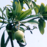 Bintan, badak, goro-goro, kayu susu, kayu kurita, bintaro, kenyeri putih, kadong, koyandan, mangga brabu, waba, jabal, kenyen putih, bilu tasi.