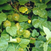 Gegambo, lemanas, remugak, kaceprek, kileuleur, permot, pacean, rajutan, ceplukan blungsun, bungan pulir, moteti, buah pitri, kaap.