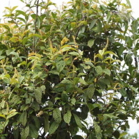 Matan Undang (Antidesma montanum Blume)