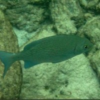 Tampalbor (Sulawesi Utara)
