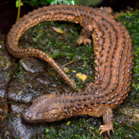 Lanthanotus borneensis, Biawak Misterius Tak Bertelinga Dari Kalimantan