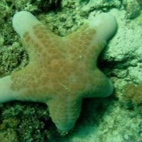 Bintang laut bantal