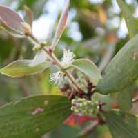 Galam (Melaleuca leucadendra)