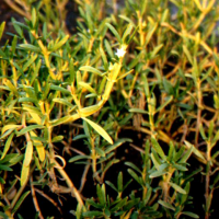 Gelang laut, saruni air, krokot, gelan-pasir, sesepi (Sesuvium portulacastrum)