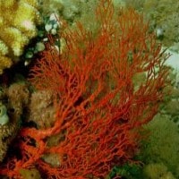 Kipas Laut