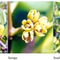 Tengal, Tengar, Tingi, Tinci, Palun, Parun, Bido-bido, Kenyonyong, Luru