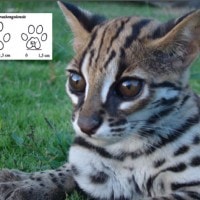 Kucing kuwuk, Kucing congkok, Kucing utan, Rimau Bulu, Bakkulu, Mendeu