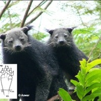 Binturong, Muntu, Kitan, Mantuyun