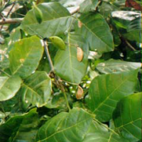 Kacang kayu laut, ki pahang laut, bangkong, kranji, asawali, awakal, marauwen, tangi, klengkeng.