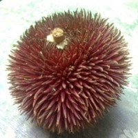Durian Lahung