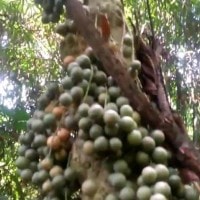 Kalampesu