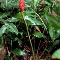 lempuyang gajah