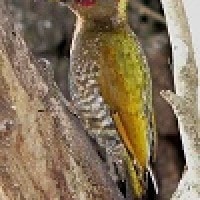 Pelatuk Jambul-kuning
