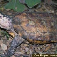 Kura-Kura Hutan Sulawesi